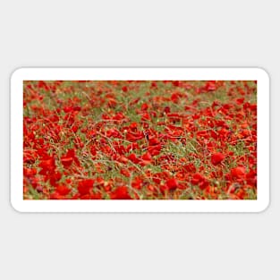 Field of poppys  near baslow in derbyshire  . Sticker